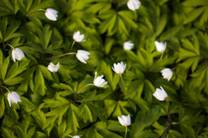 Wood anemone, Anemone nemorosa, Springtime, Finland Wood anemone, Anemone nemorosa, Springtime, Finland